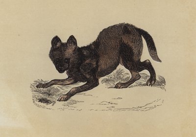 Chien hyène - English School