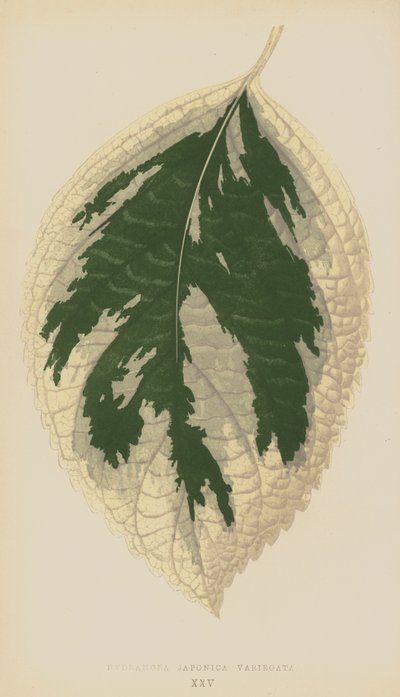 Hydrangea Japonica Variegata - English School