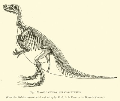 Iguanodon Bernissartensis - English School