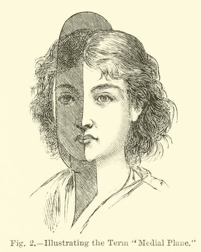 Illustration du terme plan médian - English School