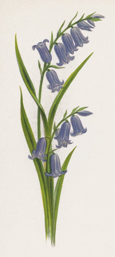 Illustration pour Un rêve de jardin - English School