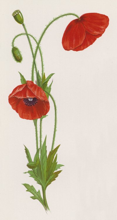 Illustration pour Un rêve de jardin - English School