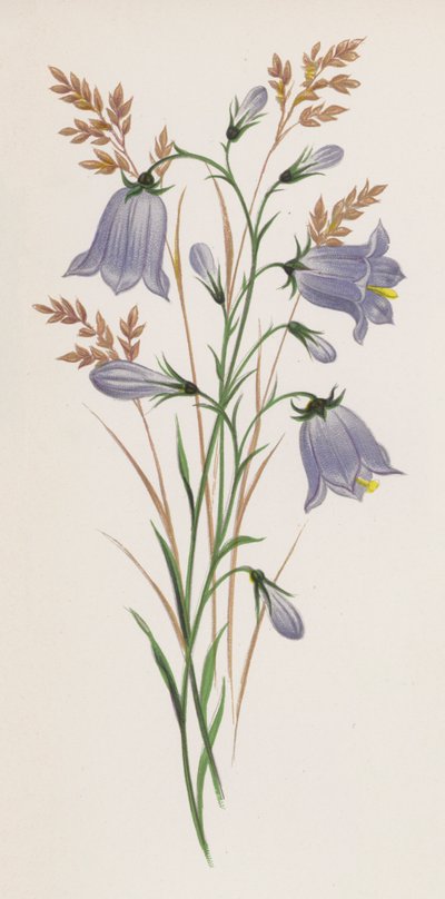 Illustration pour Un rêve de jardin - English School