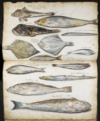 Illustrations relatives à De Historia Piscium, par John Ray, vers 1686 - English School