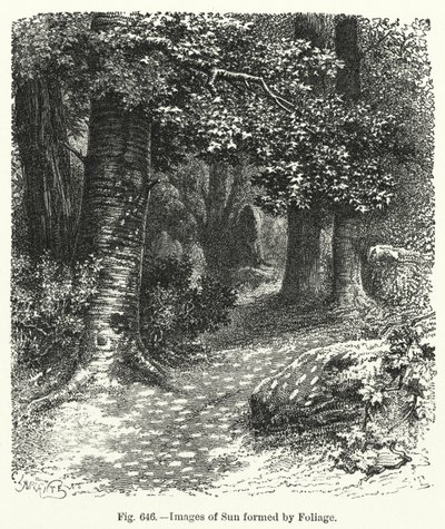 Images du soleil formées par le feuillage - English School