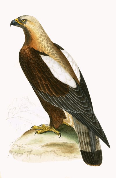 Aigle impérial, illustration tirée de 