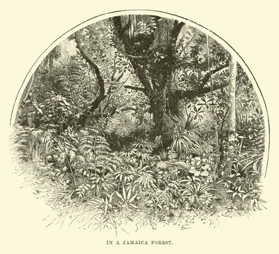 Dans une forêt jamaïcaine - English School