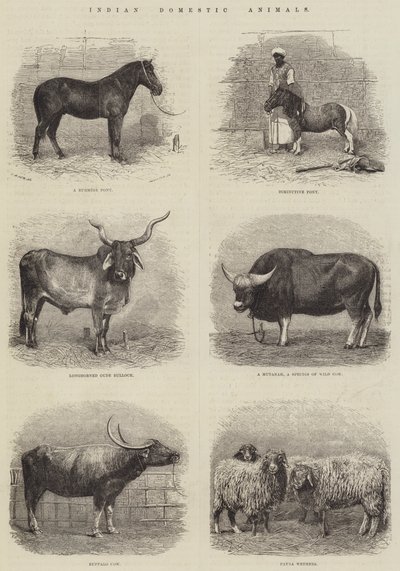 Animaux domestiques indiens - English School