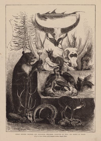 Trophées de chasse et spécimens zoologiques indiens, collectionnés par S.A.R. le Prince de Galles (gravure) - English School