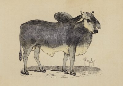 Bœuf indien - English School
