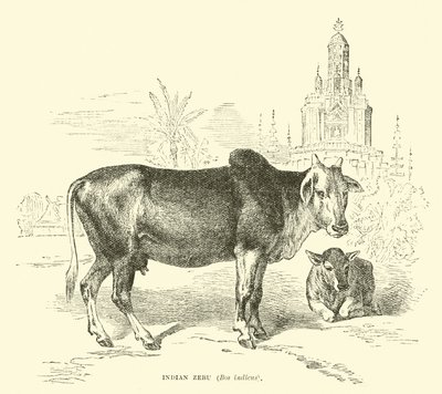 Zébu indien, Bos indicus - English School
