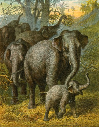 Éléphants indiens - English School