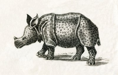 Rhinocéros indien, ou rhinocéros unicorne, Rhinoceros unicornis, d