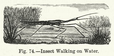 Insecte marchant sur l