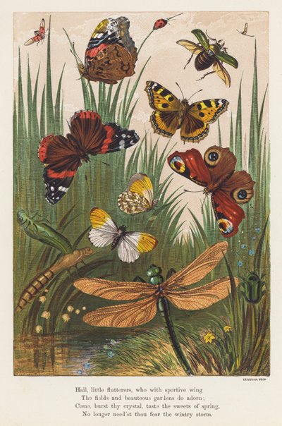 Insectes - English School