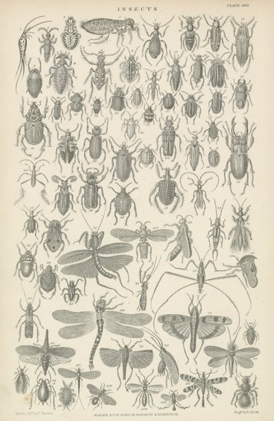 Insectes - English School
