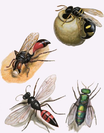 Insectes - English School