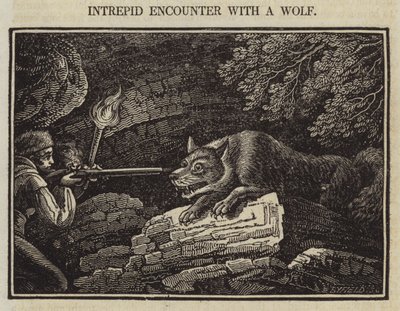 Rencontre intrépide avec un loup - English School