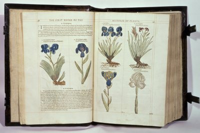Iris (Fleurs de lys), six variétés de 