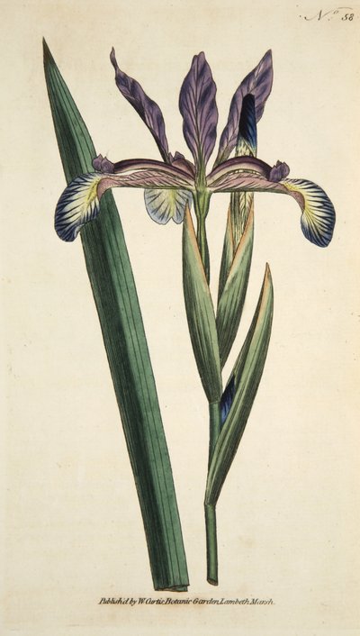 Iris Spuria (Iris Spurios), de The Botanical Magazine or Flower Garden Displayed, pub. 1790 (gravure coloriée à la main) - English School