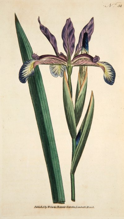 Iris Spuria Spurios Iris, pub. 1790 gravure coloriée à la main - English School