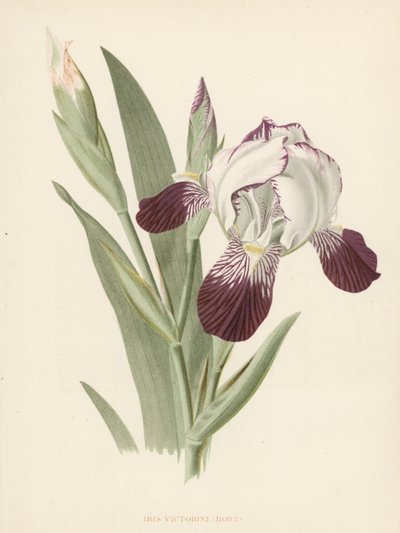 Iris Victorine - English School