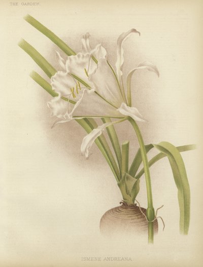 Ismene andreana - English School