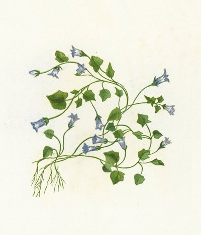 Campanule à feuilles de lierre, Campanula Hederacea - English School