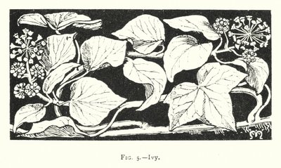 Lierre (gravure) - English School