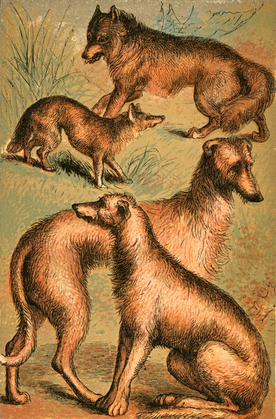 Chacal, Loup, Lévrier Irlandais et Lévrier Écossais - English School