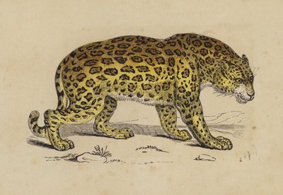 Jaguar - English School
