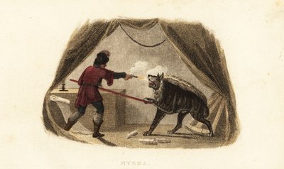 James Bruce tuant une hyène avec un pistolet et une lance dans sa tente à Maitsha, Abyssinie (près de Gondar, Éthiopie) - English School