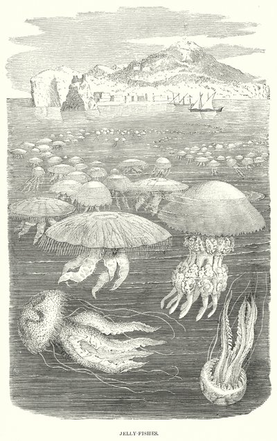 Méduses (gravure) - English School