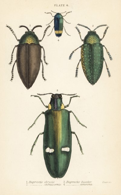 Coléoptères bijoux : Buprestis chrysis 1, Buprestis sternicornis 2, Buprestis bicolor 3, Buprestis amoena 4 - English School