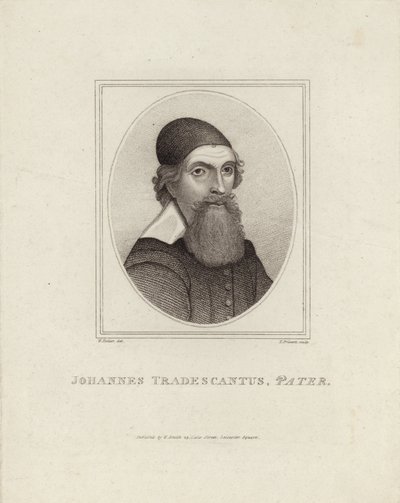Johannes Tradescant le Père - English School