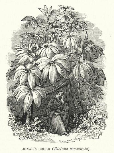 Courge de Jonas, Ricinus communis (gravure) - English School