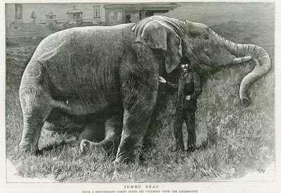 Jumbo, mort - English School