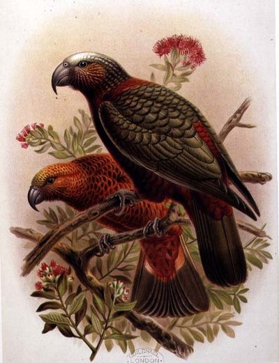 Perroquet Kaka et variété Kaka-Kura de 