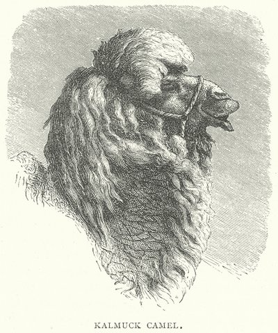 Chameau Kalmuck (gravure) - English School