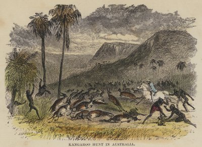 Chasse au kangourou en Australie - English School