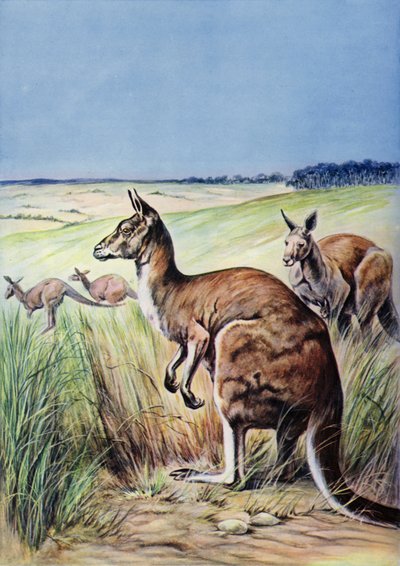 Kangourous, Australie (lithographie en couleur) - English School