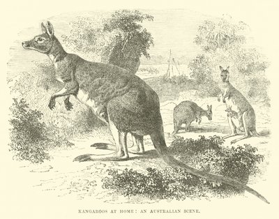 Kangourous chez eux, une scène australienne - English School