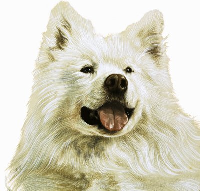 Keeshond - English School