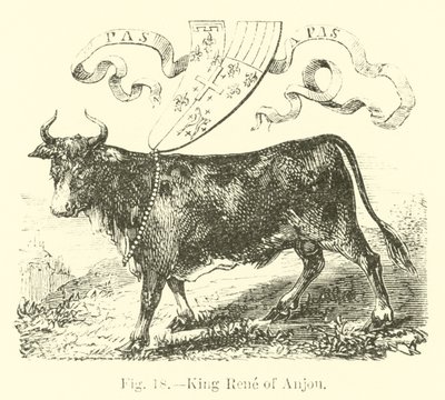 Roi René d