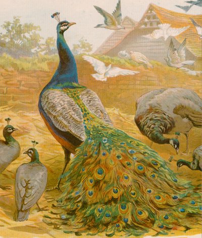 Le roi de la basse-cour - English School