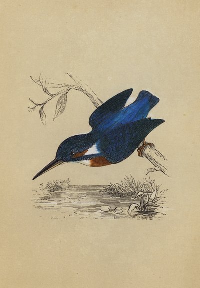 Martin-pêcheur (lithographie en couleur) - English School