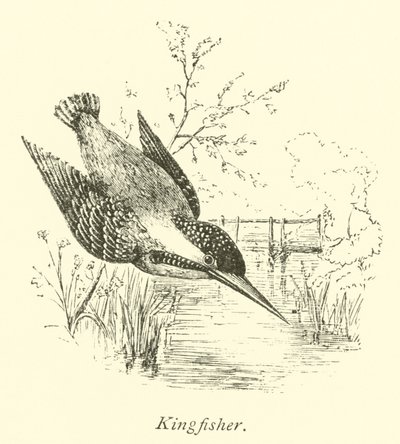 Martin-pêcheur - English School