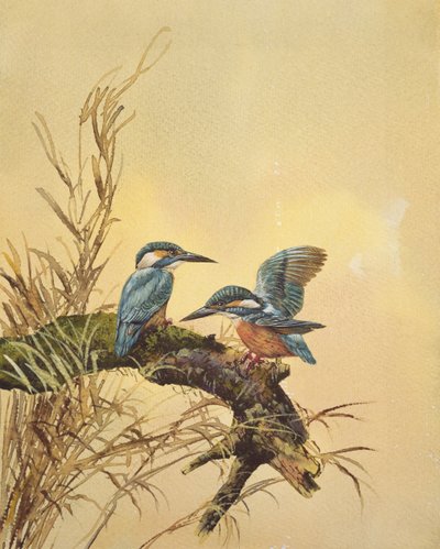 Martins-pêcheurs, vers 1890 - English School