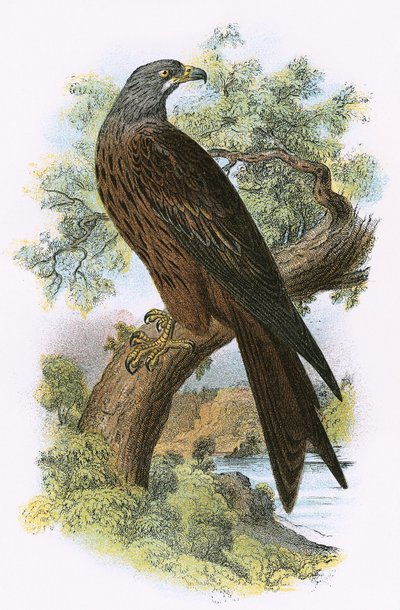 Cerf-volant - English School