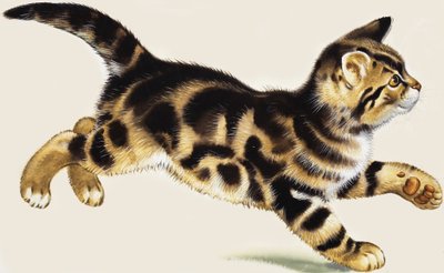 Chaton - English School